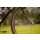 Wilde - Spelljammer - Rim Brake Randonneur Frameset - Oxblood